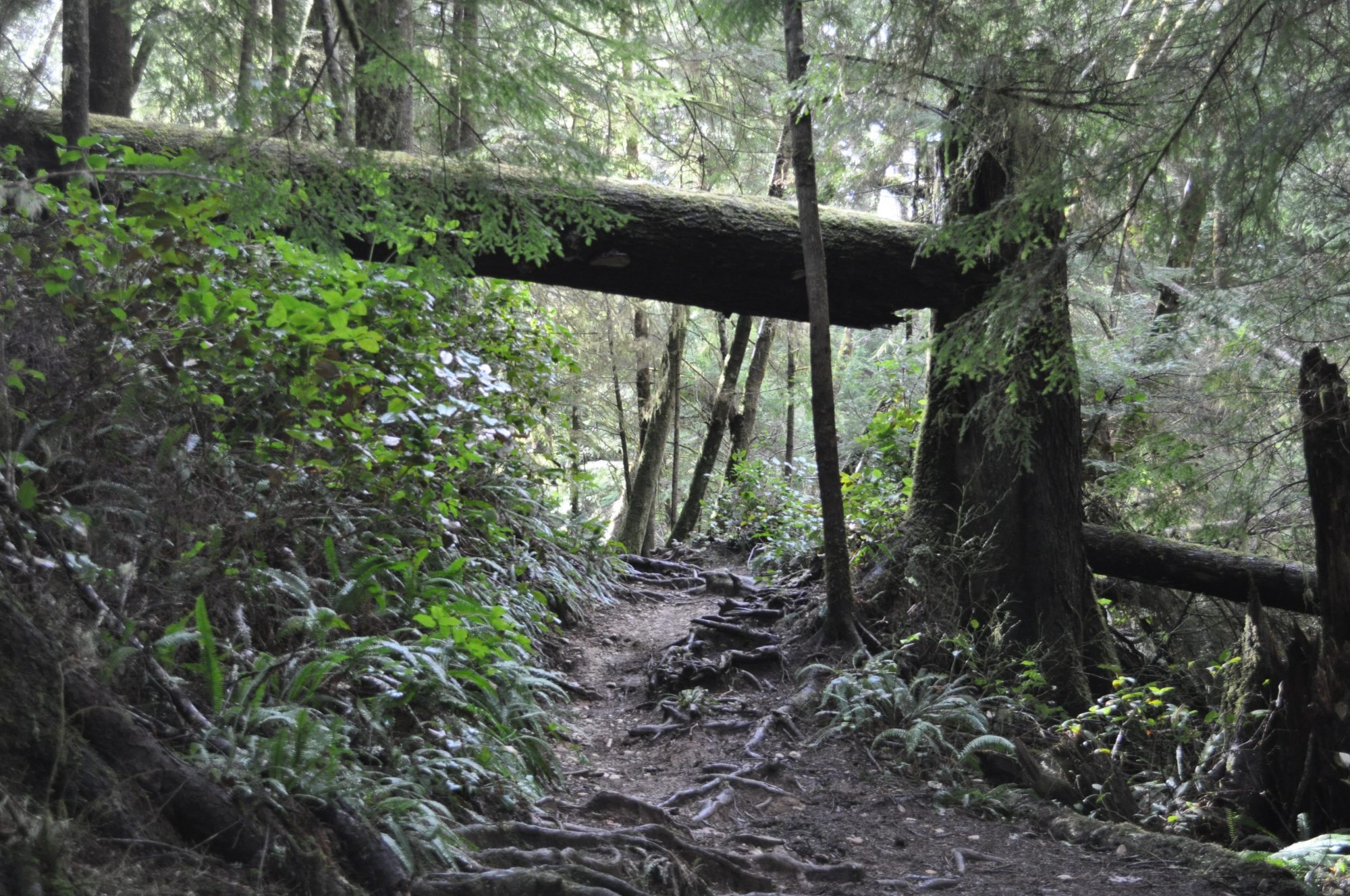 Own forest. Орегон дождевые леса. Государственный лес Тилламук. Oregon Flora and fauna. Оккупация заповедник Орегон.