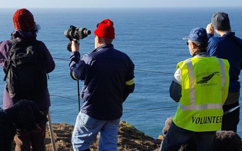 Where to Watch for Whales on the Oregon Coast