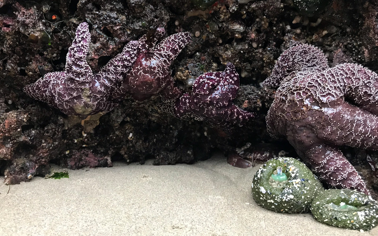 Discover Marine Wonders At Low Tide Seaside Oregon - 